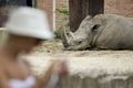 Rhino zoo Royalty Free Stock Photo