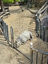 Rhino at the Zoo. Tiergarten Zoo - SchÃ¶nbrunn Palace