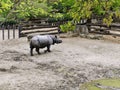 Rhino at the Zoo. Tiergarten Zoo - SchÃ¶nbrunn Palace