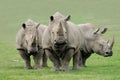 Rhinoceros Royalty Free Stock Photo