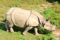 Rhinoceros Royalty Free Stock Photo