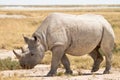 Rhinoceros Royalty Free Stock Photo