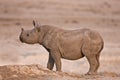 Rhinoceros Royalty Free Stock Photo