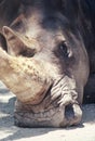 Rhinoceros. Royalty Free Stock Photo