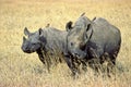 Rhinoceros Royalty Free Stock Photo