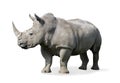 Rhinoceros Royalty Free Stock Photo