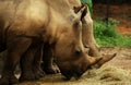 Rhinoceros Royalty Free Stock Photo