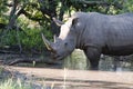 Rhinoceros Royalty Free Stock Photo