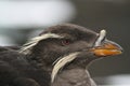 Rhinoceros Auklet in the Alaska Sealife Center Royalty Free Stock Photo