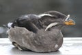 Rhinoceros Auklet in the Alaska Sealife Center Royalty Free Stock Photo