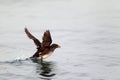 Rhinoceros Auklet