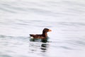 Rhinoceros Auklet