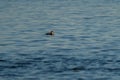 Rhinoceros Auklet feeding at seaside