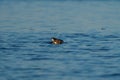 Rhinoceros Auklet feeding at seaside