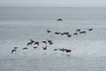 Rhinoceros Auklet flying at seaside