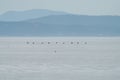 Rhinoceros Auklet flying at seaside