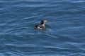 Rhinoceros auklet in the Ocean