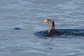 Rhinoceros auklet surfacing in the ocean near Cape Sutil Royalty Free Stock Photo