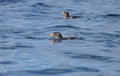 Rhinoceros Auklets swimming off of Cape Suti, Vancouver Island.