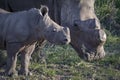 Rhinoceros baby with mom Royalty Free Stock Photo