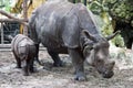 Rhinoceros and Baby