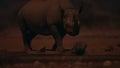 rhinoceros banish other animal from the water hole-002