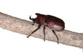 Rhinoceros beetle Royalty Free Stock Photo