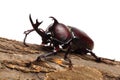 Rhinoceros beetle