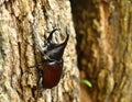 Rhinoceros Beetle Royalty Free Stock Photo