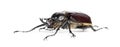 Rhinoceros beetle, Actaeon beetle, isolated on white