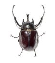 Rhinoceros beetle, Actaeon beetle, isolated on white Royalty Free Stock Photo