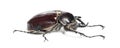 Rhinoceros beetle, Actaeon beetle, isolated on white Royalty Free Stock Photo