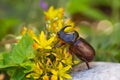 Rhinoceros beetle - Arthropoda Royalty Free Stock Photo