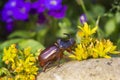 Rhinoceros beetle - Arthropoda Royalty Free Stock Photo