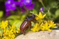 Rhinoceros beetle - Arthropoda Royalty Free Stock Photo