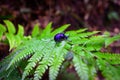 Rhinoceros beetle - Arthropoda on fern leaf in rainforest Royalty Free Stock Photo