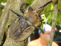 Rhinoceros beetle, Arthropoda, Insect from Costa Rica Royalty Free Stock Photo