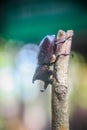 Rhinoceros beetle - Arthropoda - Macro Photography Royalty Free Stock Photo