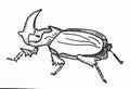 Rhinoceros beetle. Black and white hand drawn sketch.