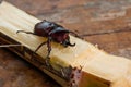 Rhinoceros beetle on cane,thailand