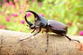 Rhinoceros beetle