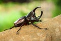 Rhinoceros beetle