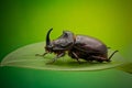 Rhinoceros beetle close up