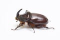 Rhinoceros beetle close up - studio shot, insectoid biology Royalty Free Stock Photo