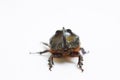 Rhinoceros beetle close up - studio shot, insectoid biology Royalty Free Stock Photo