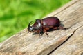 rhinoceros beetle