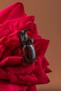 Rhinoceros beetle crawls on red rose on colorful background. Macro photography of beetle. Beautiful insect close-up Royalty Free Stock Photo