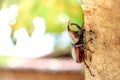 Rhinoceros beetle or Dynastes hercules on tree