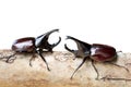 Rhinoceros beetle are fighting on wooden isolated on white Royalty Free Stock Photo