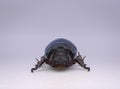 The rhinoceros beetle from the front view Royalty Free Stock Photo